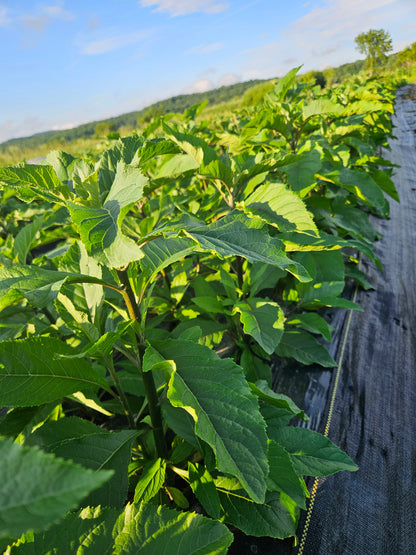 Close-up of green leaves with a blurred background