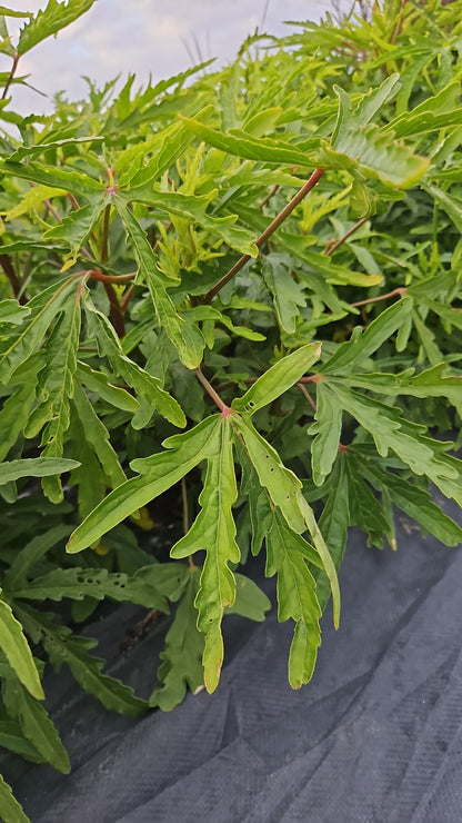 Close-up of green leaves with a gray background
