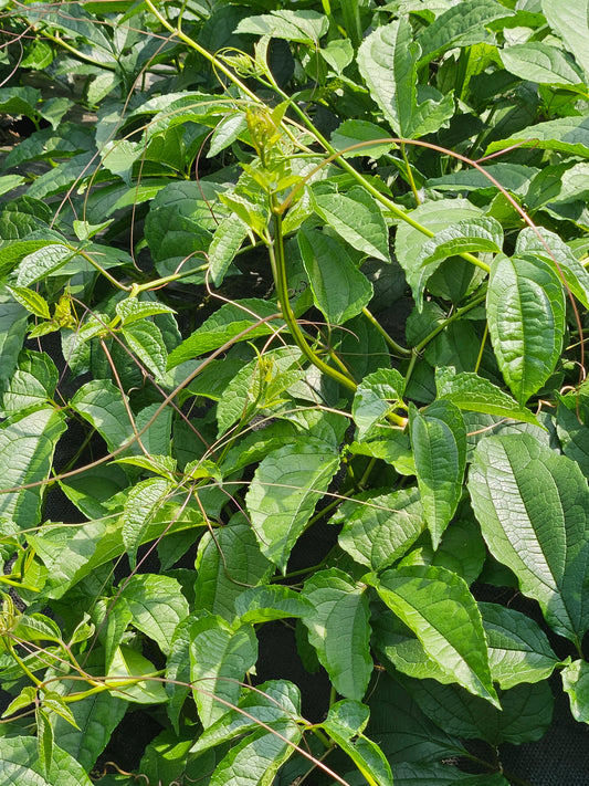 Close-up of green leaves with a natural background