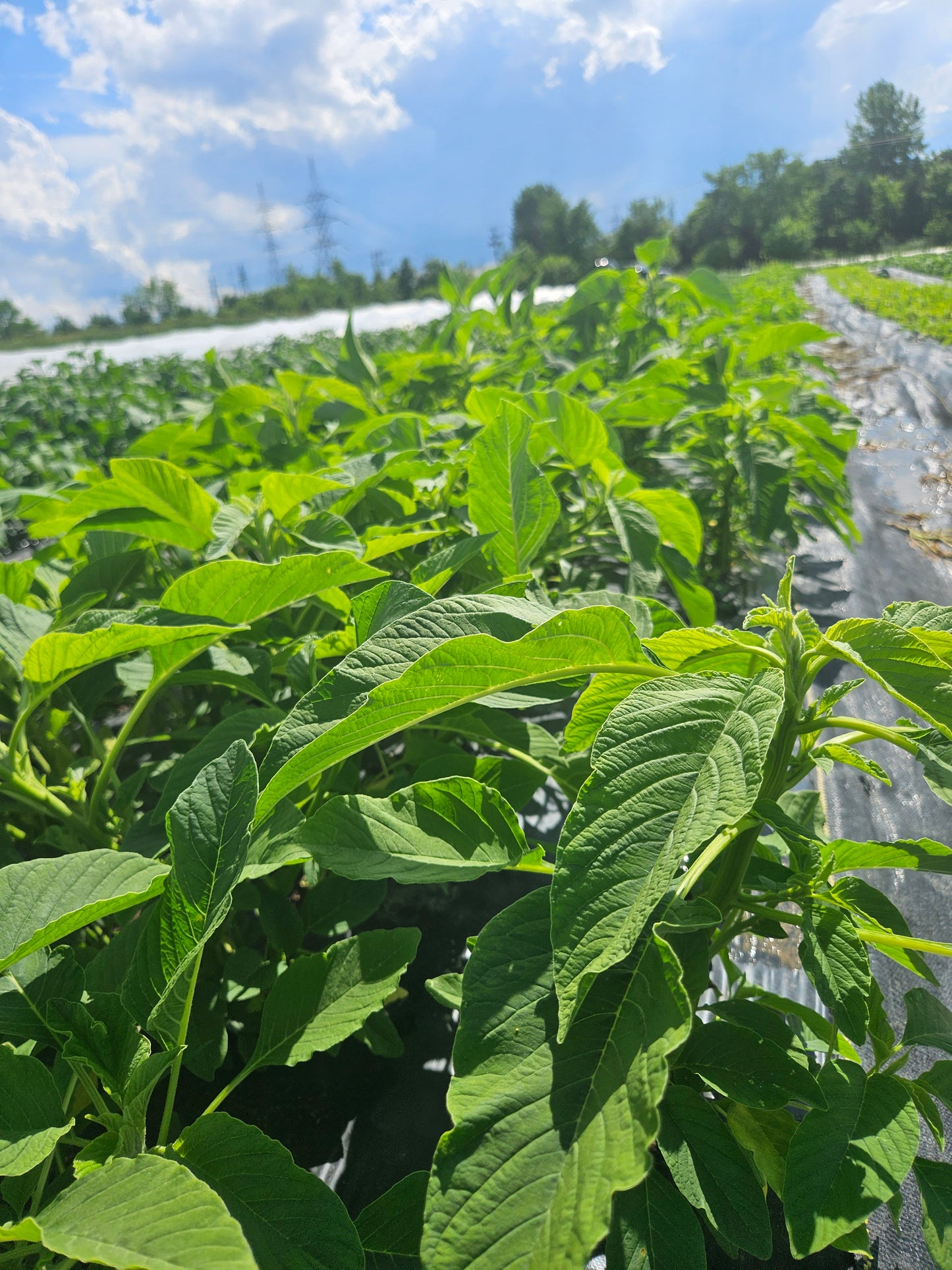 Close-up of green plants with a blue sky and trees in the background