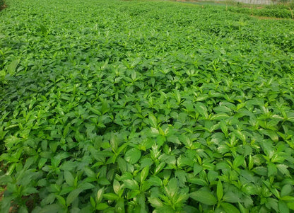 Ewedu Leaves (Molokheya) - Slimy Nigerian greens for soups 01