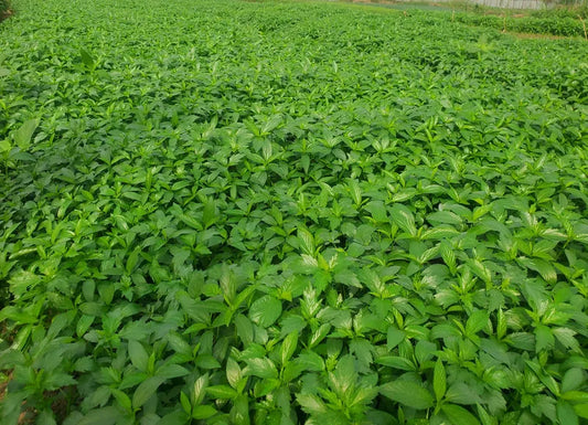Ewedu Leaves (Molokheya) - Slimy Nigerian greens for soups 01
