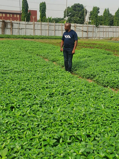 Ewedu Leaves (Molokheya) - Slimy Nigerian greens for soups 02
