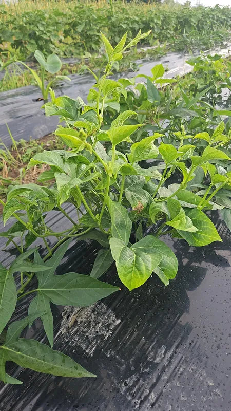 Fresh Cowpea Leaves (Gniebe/Ewaa) - Organic African greens for stews 01