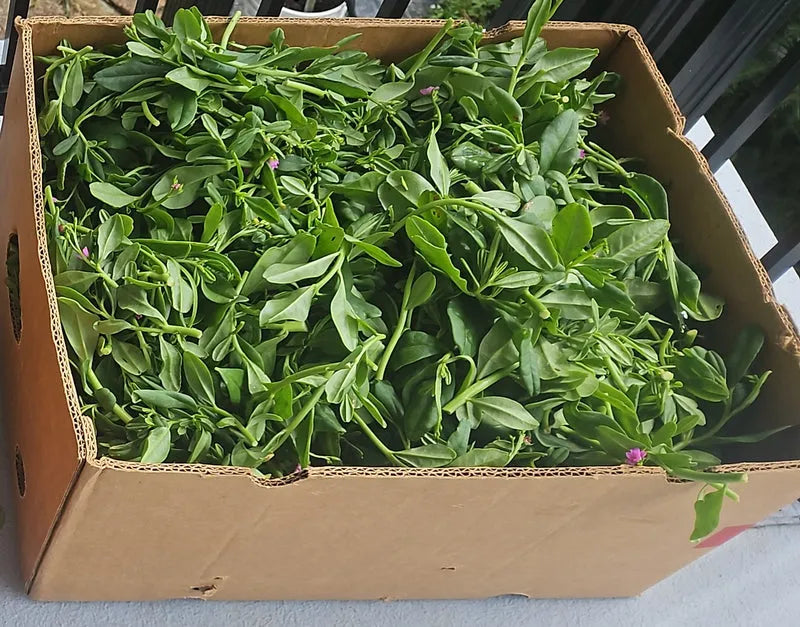 Fresh Waterleaf (Talinum) - Nigerian soup vegetable 01