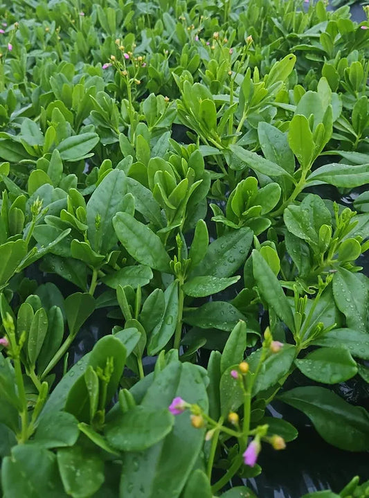 Fresh Waterleaf (Talinum) - Nigerian soup vegetable 03