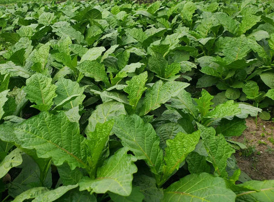 Frozen Anchia Leaves (Efo Igbo) - Ready-to-use African greens for Egusi soup 02
