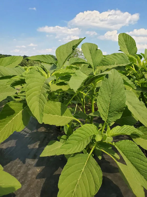Frozen Bitekuteku (Amaranth) - African leafy greens 03
