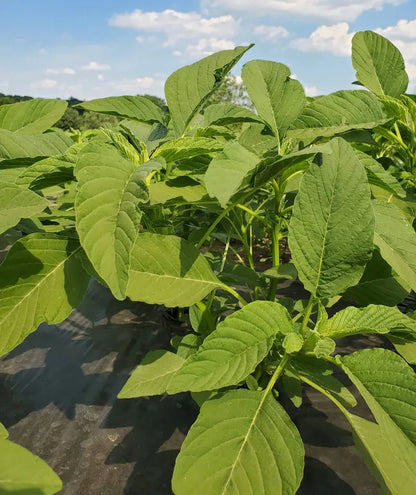 Frozen Bitekuteku (Amaranth) - African leafy greens 04