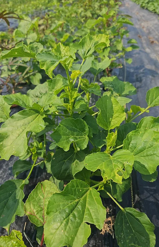 Frozen Ngai Ngai (Bissap/Sorrel) - African leafy vegetable 01