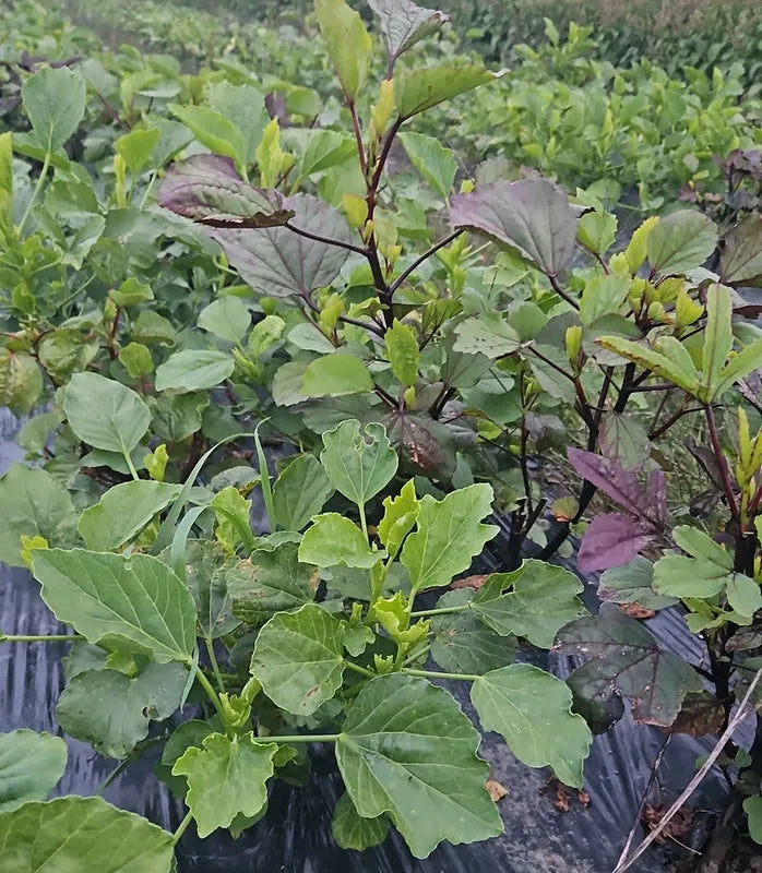 Frozen Ngai Ngai (Bissap/Sorrel) - African leafy vegetable 02