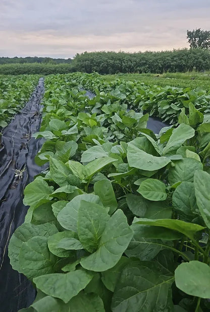 Frozen Njama Njama (Black Nightshade) - African leafy vegetable 03