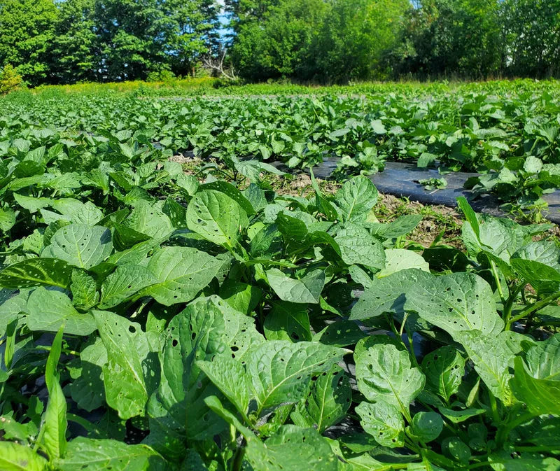 Frozen Njama Njama (Black Nightshade) - African leafy vegetable 04