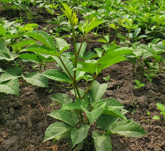 Frozen Ugu Leaf (Flutted Pumpkin) - Nigerian vegetable greens 01