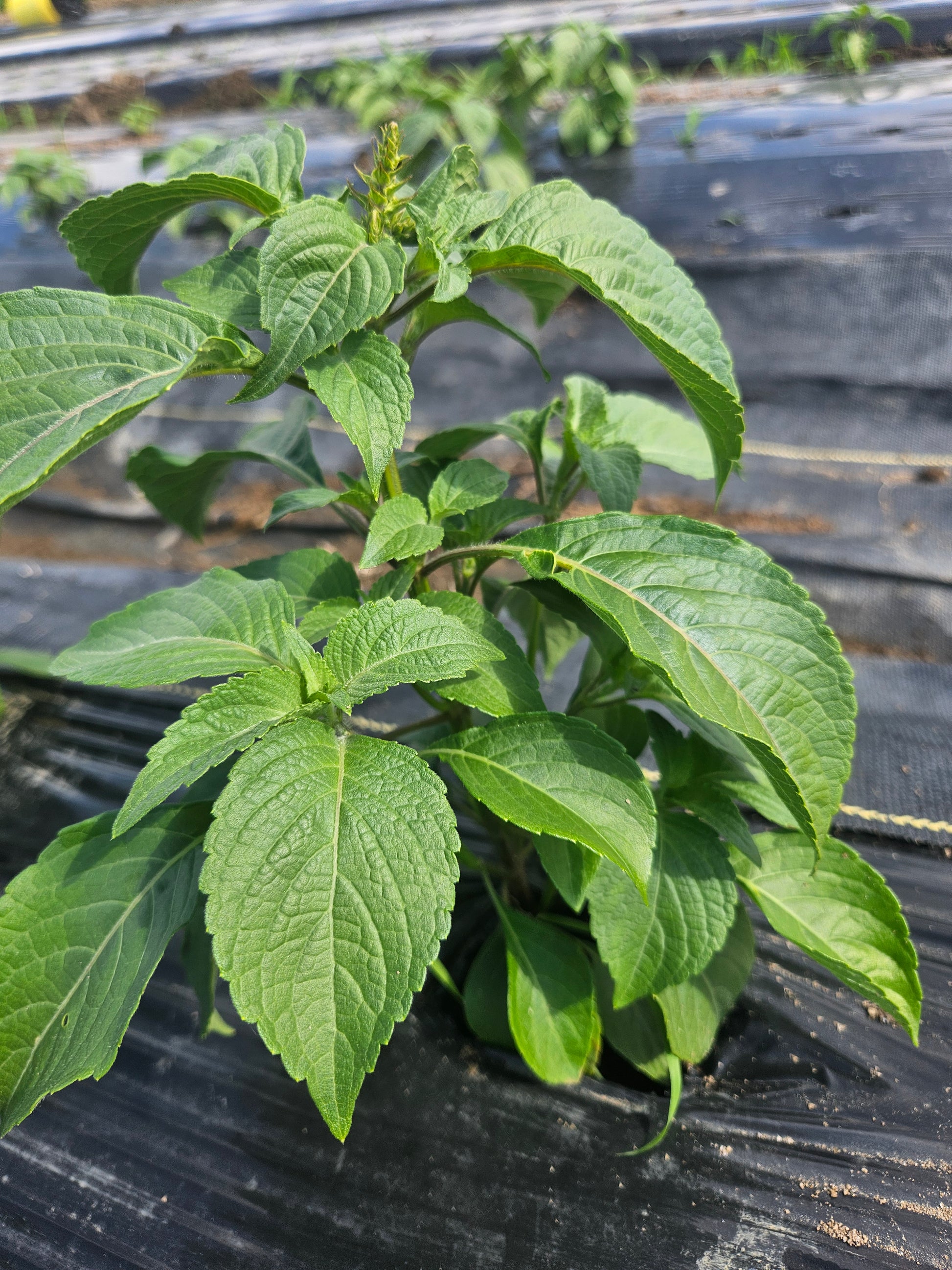 Green leafy plant against a black metal fence