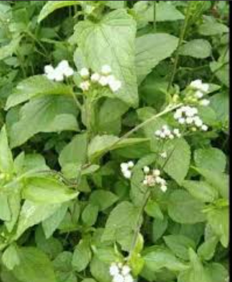 Green leaves with white flowers in a natural setting
