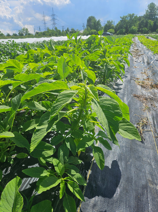 Green plants growing in a field with a clear sky