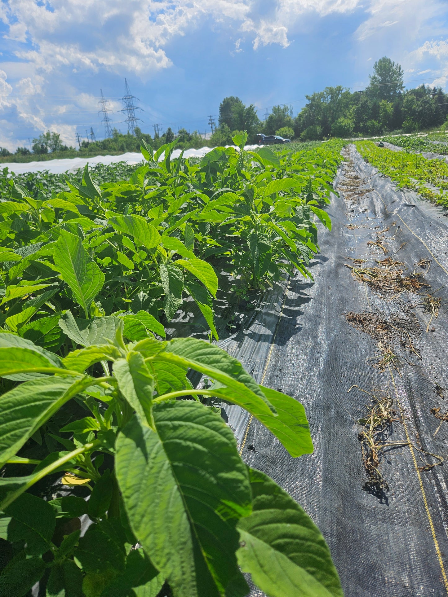 Green plants growing on a black plastic sheet with trees and blue sky in the background