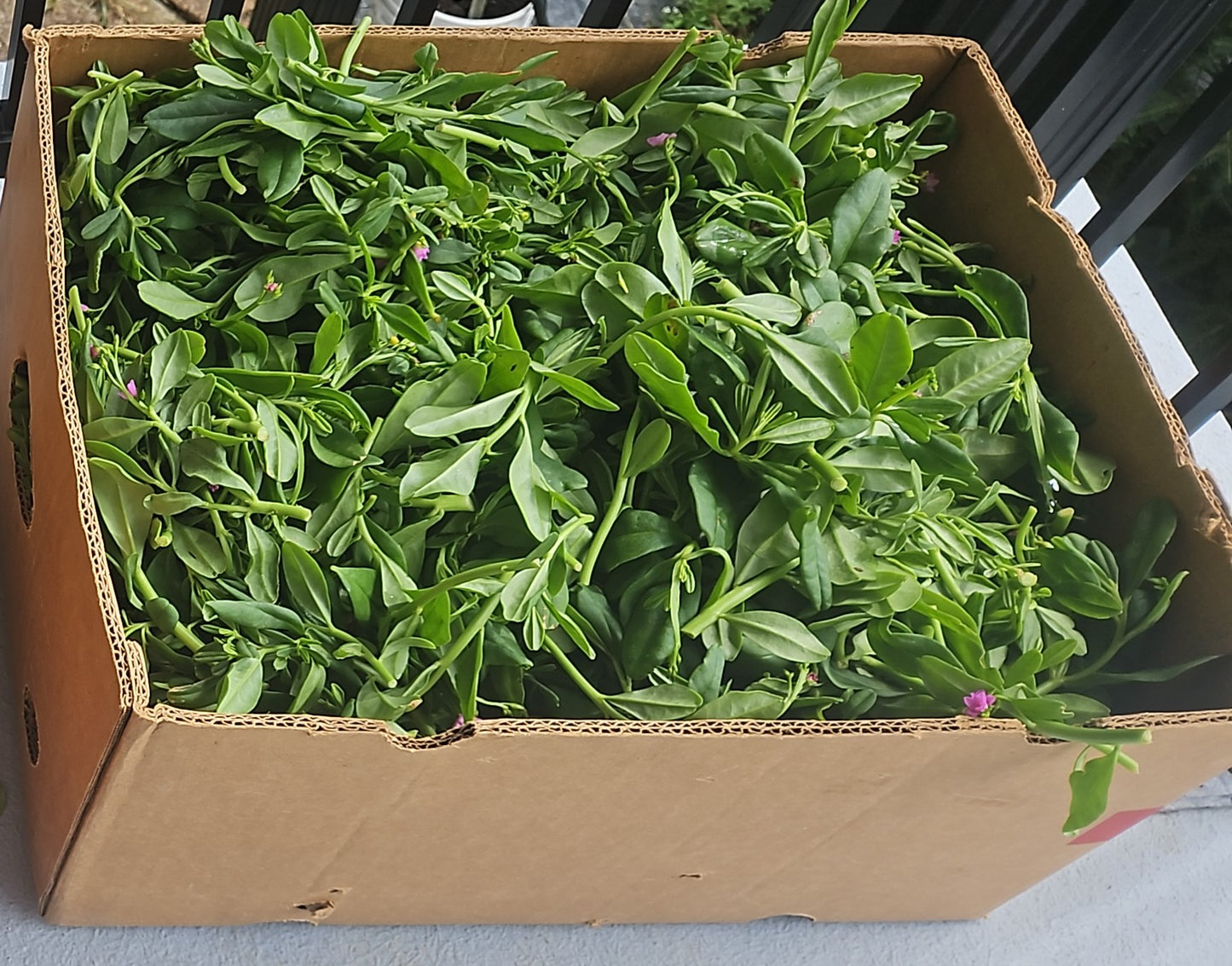 Water leaf Frais