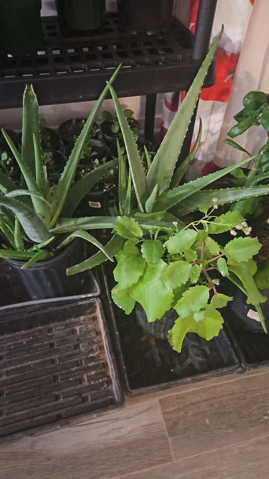 Plants in black plastic trays on a wooden floor