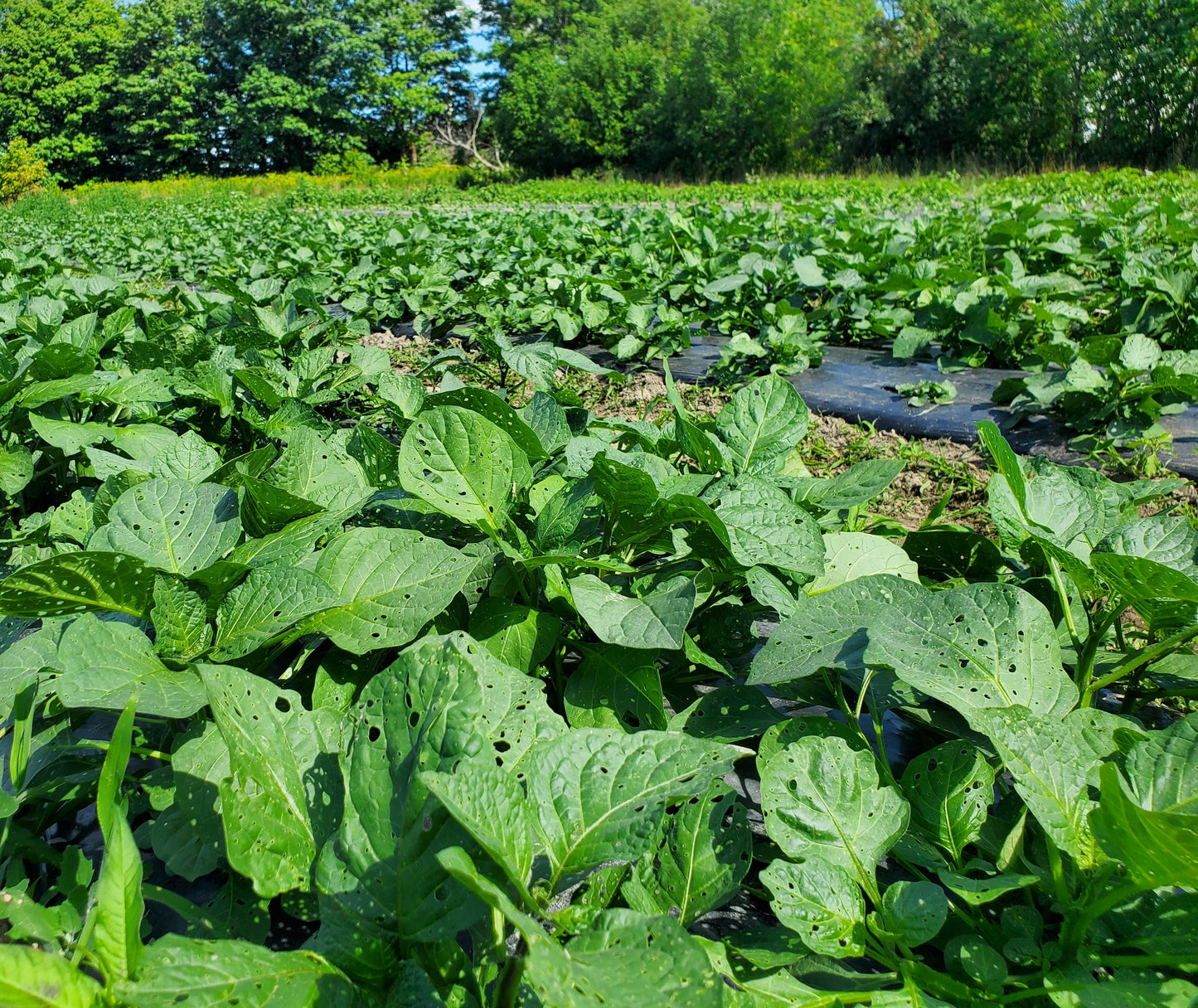 Fresh Njama Njama [Zom /  Bilolo (Congo) / Morelle noire / Black Nightshade]
