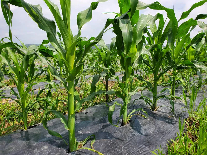 Organic African Corn Cobs - Traditional maize for Banku and Kenkey 01