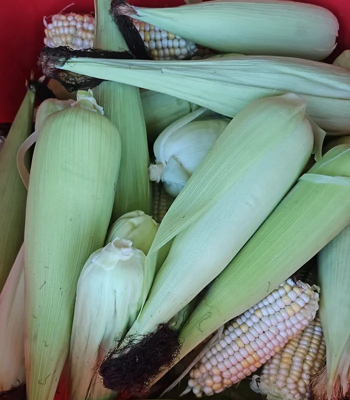 Organic African Corn Cobs - Traditional maize for Banku and Kenkey 02