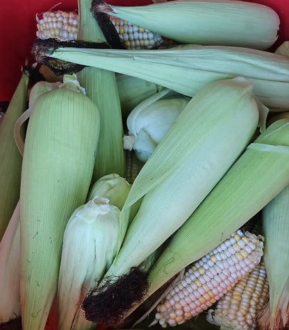 Organic African Corn Cobs - Traditional maize for Banku and Kenkey 02
