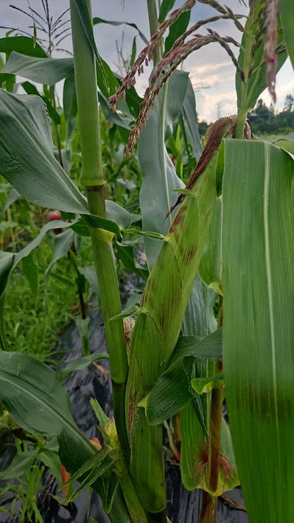Organic African Corn Cobs - Traditional maize for Banku and Kenkey 03