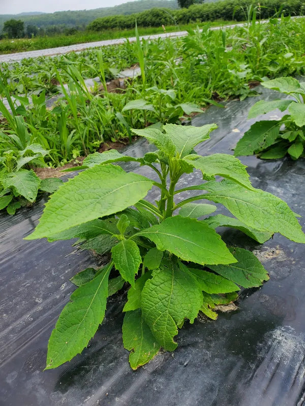 bitter leaf plant Sweet Bitterleaf (Mild Vernonia) – Fresh African Greens
