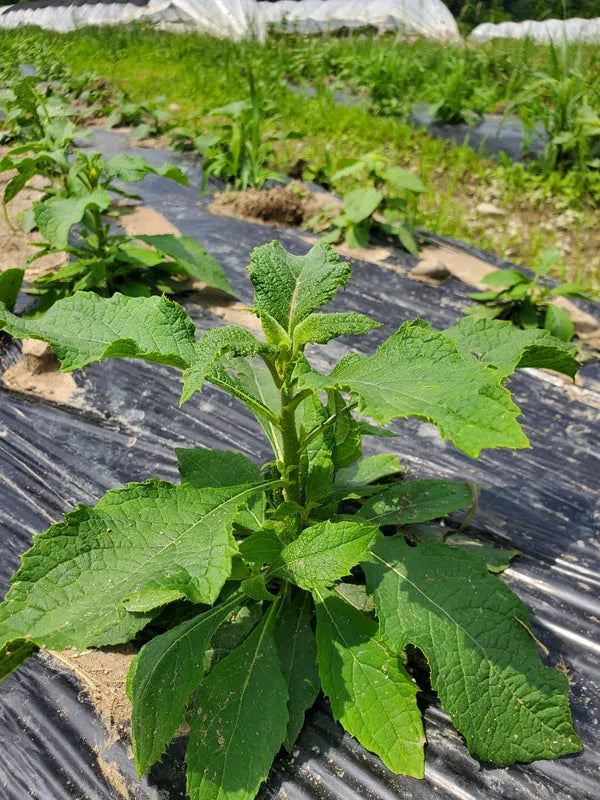 Organic Sweet Bitter Leaf (Ndolé Doux) - Traditional African medicinal greens 02