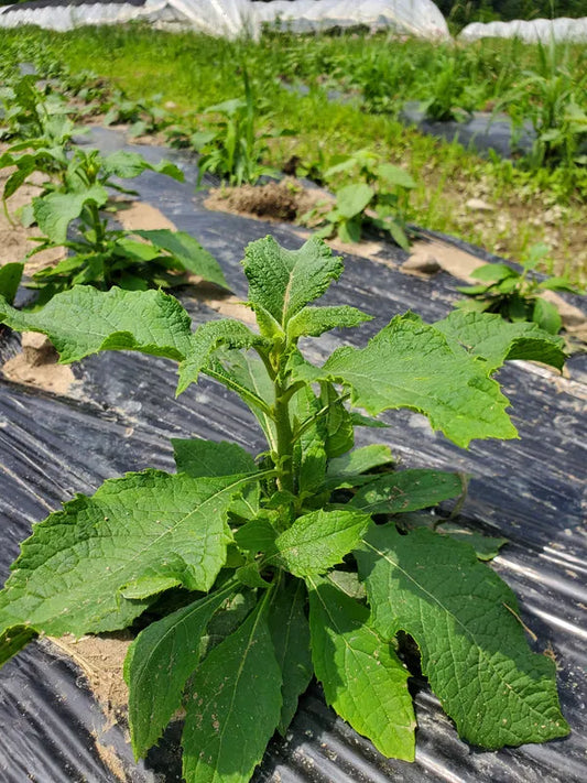 Organic Sweet Bitter Leaf (Ndolé Doux) - Traditional African medicinal greens 02