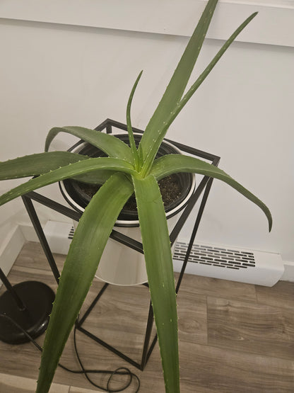 Potted plant on a wooden floor with a white wall in the background