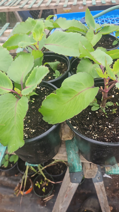 Potted plants in a greenhouse setting with pots and wooden beams.