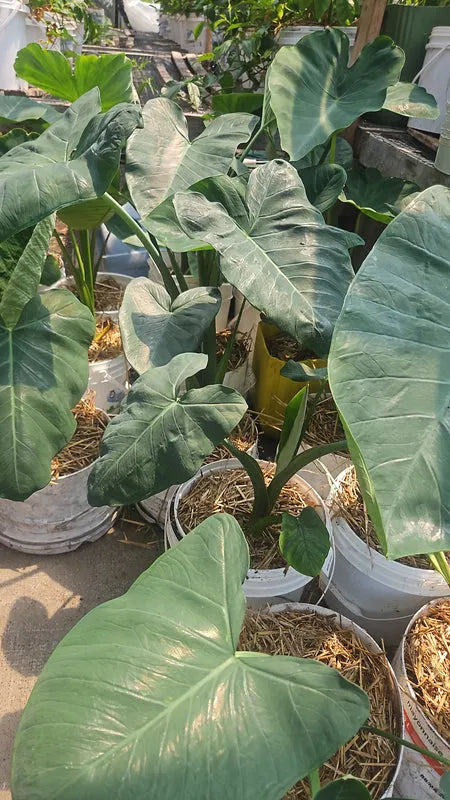 Potted plants with large green leaves in a greenhouse setting