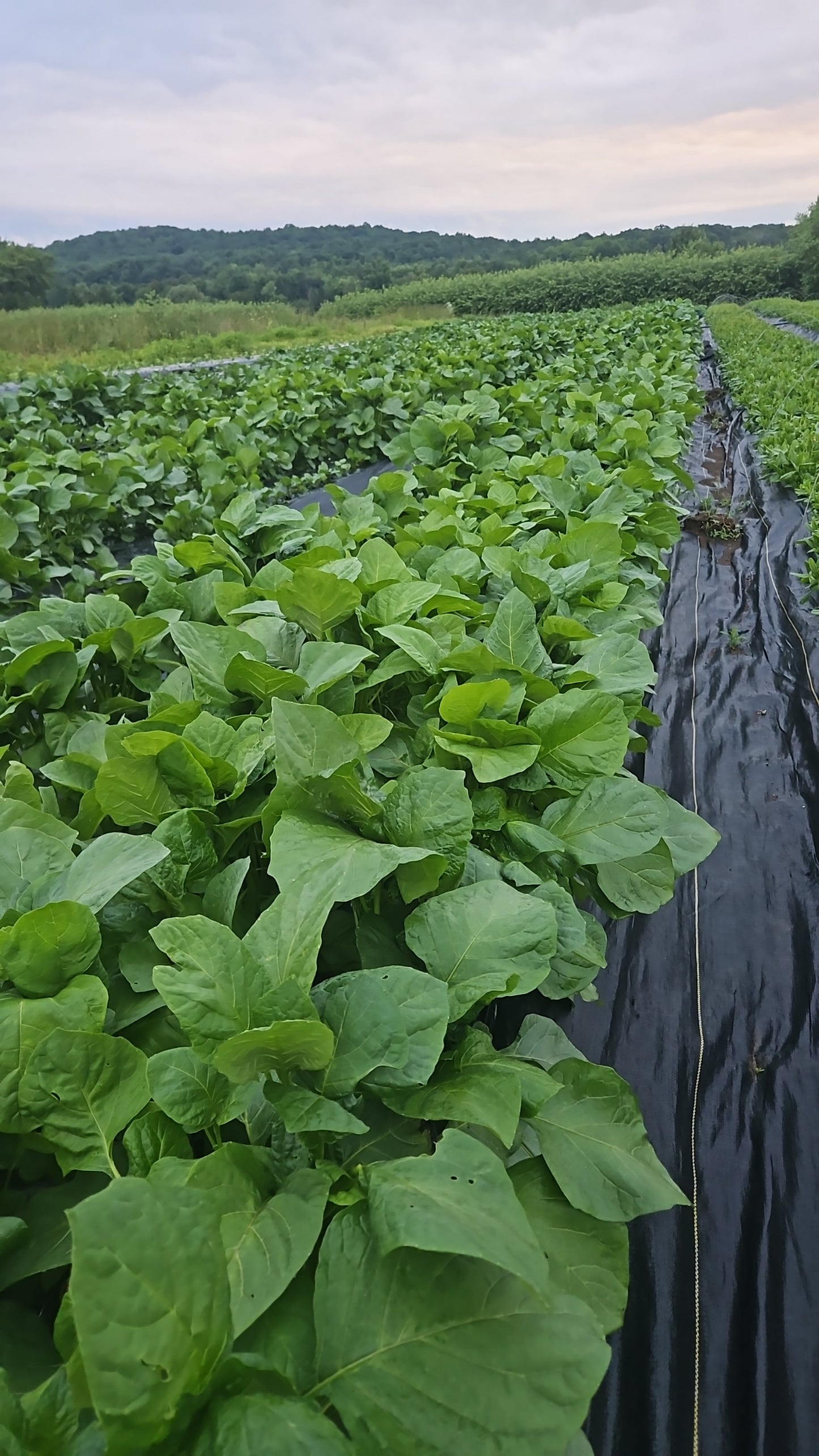 Row of green leafy plants growing in a field with water in the background