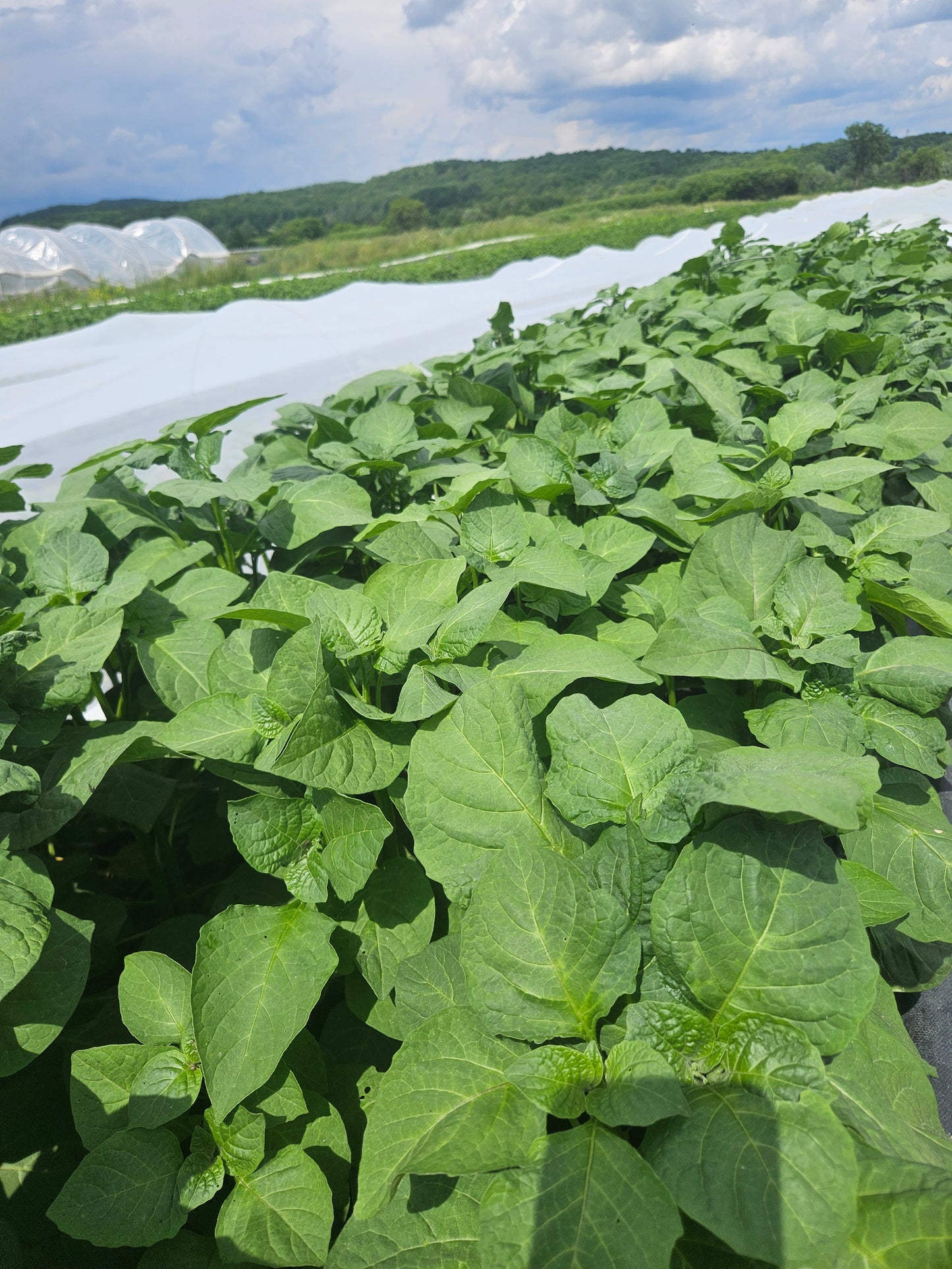 Row of green plants with a blue sky and white clouds in the background