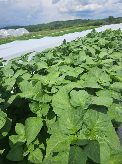 Row of green plants with a blue sky and white clouds in the background