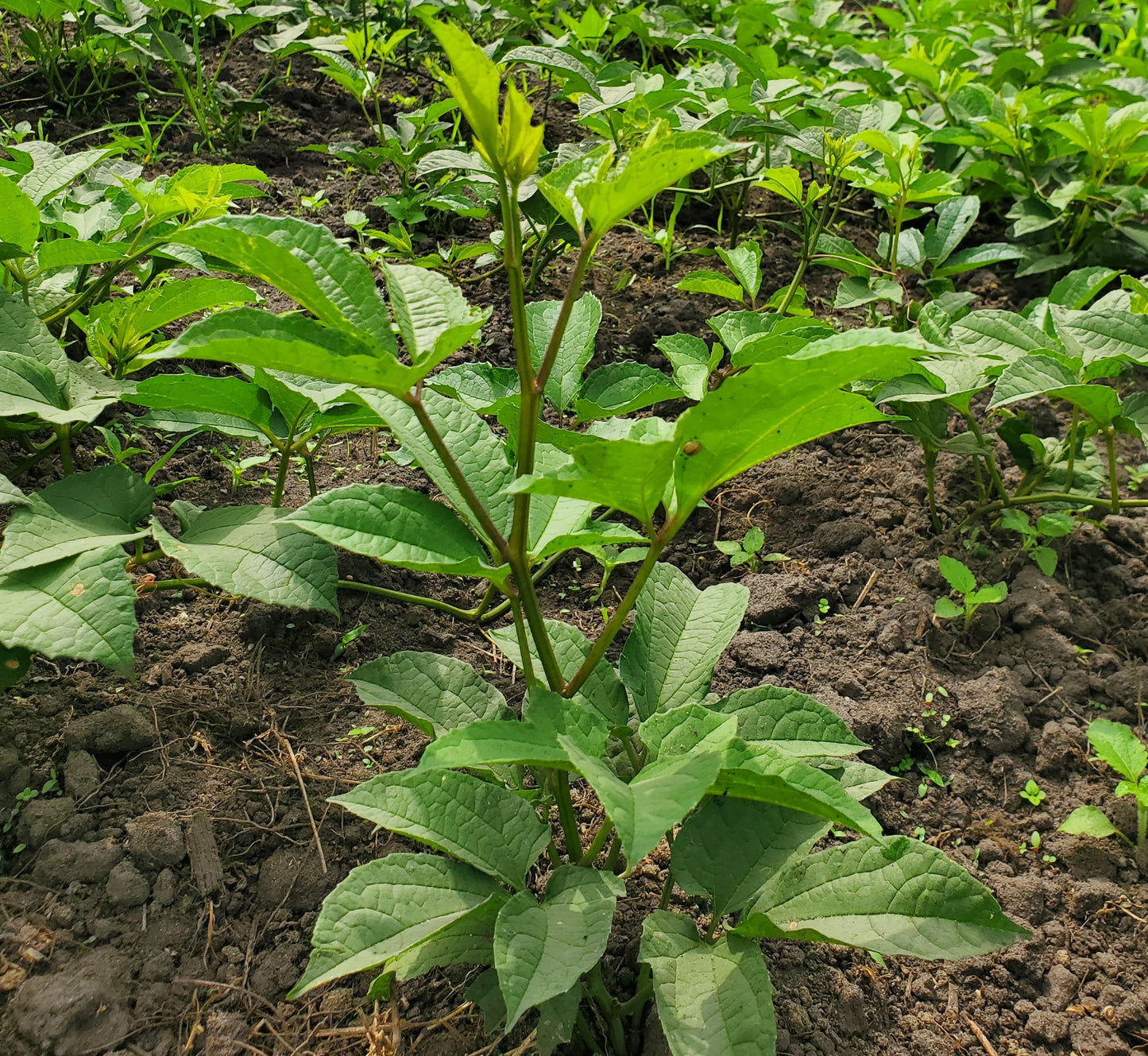 Fresh Ugu Leaf  / Okongbong / Flutted Pumpkin