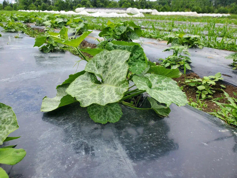 Vegetable garden with large green leaves on a black plastic mulch