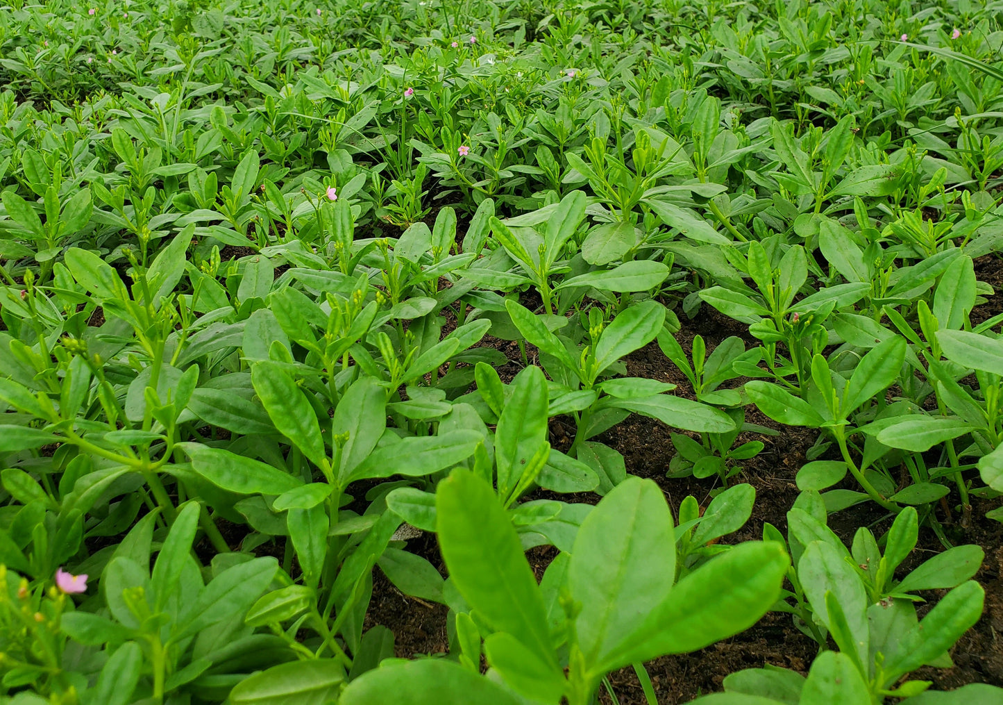 Water leaf Frais