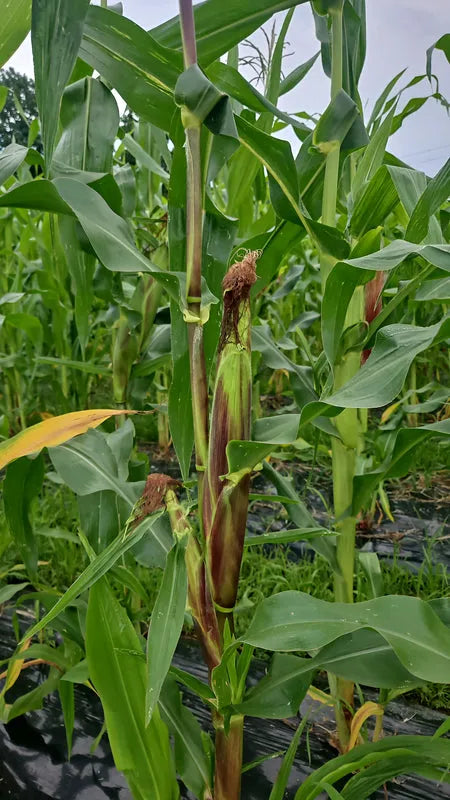 Organic African Corn Cobs - Traditional maize for Banku and Kenkey 04