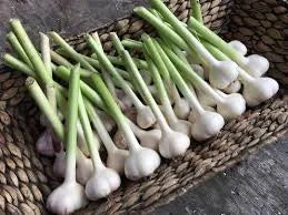 Organic Garlic (Ail) - Fresh antibacterial herb for African cuisine